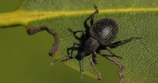 Довгоносик